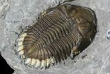 Greenops Trilobite - Hungry Hollow, Ontario #164402-3